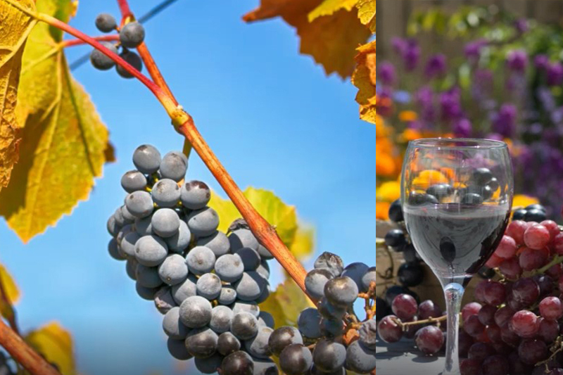 Stacey的葡萄酒世界：葡萄成熟時　採摘葡萄釀造美酒