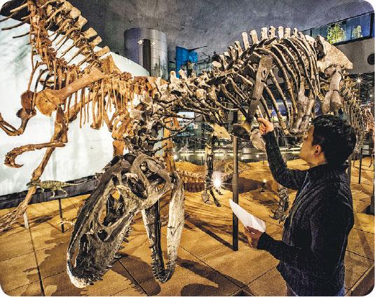 日本 旅遊 恐龍 博物館 福井 恐龍王國 勝山市 