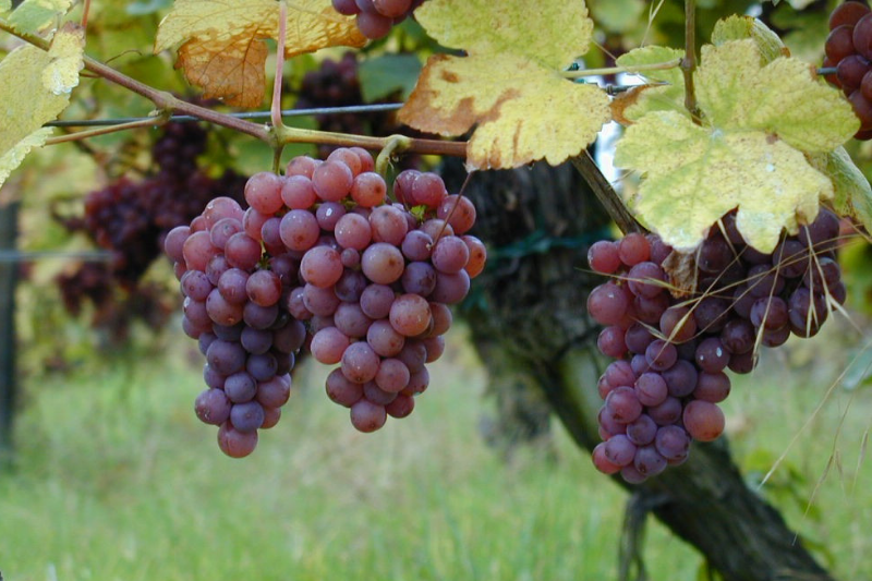 Stacey的葡萄酒世界 – 常見釀酒葡萄品種  瓊瑤漿回味悠長